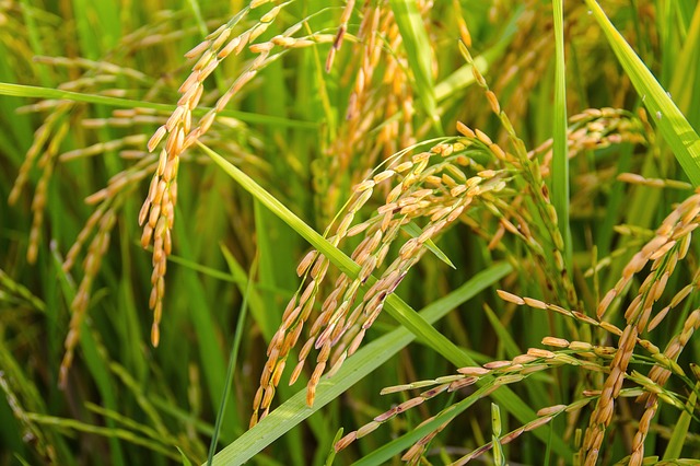 rice-1594612_640.jpg